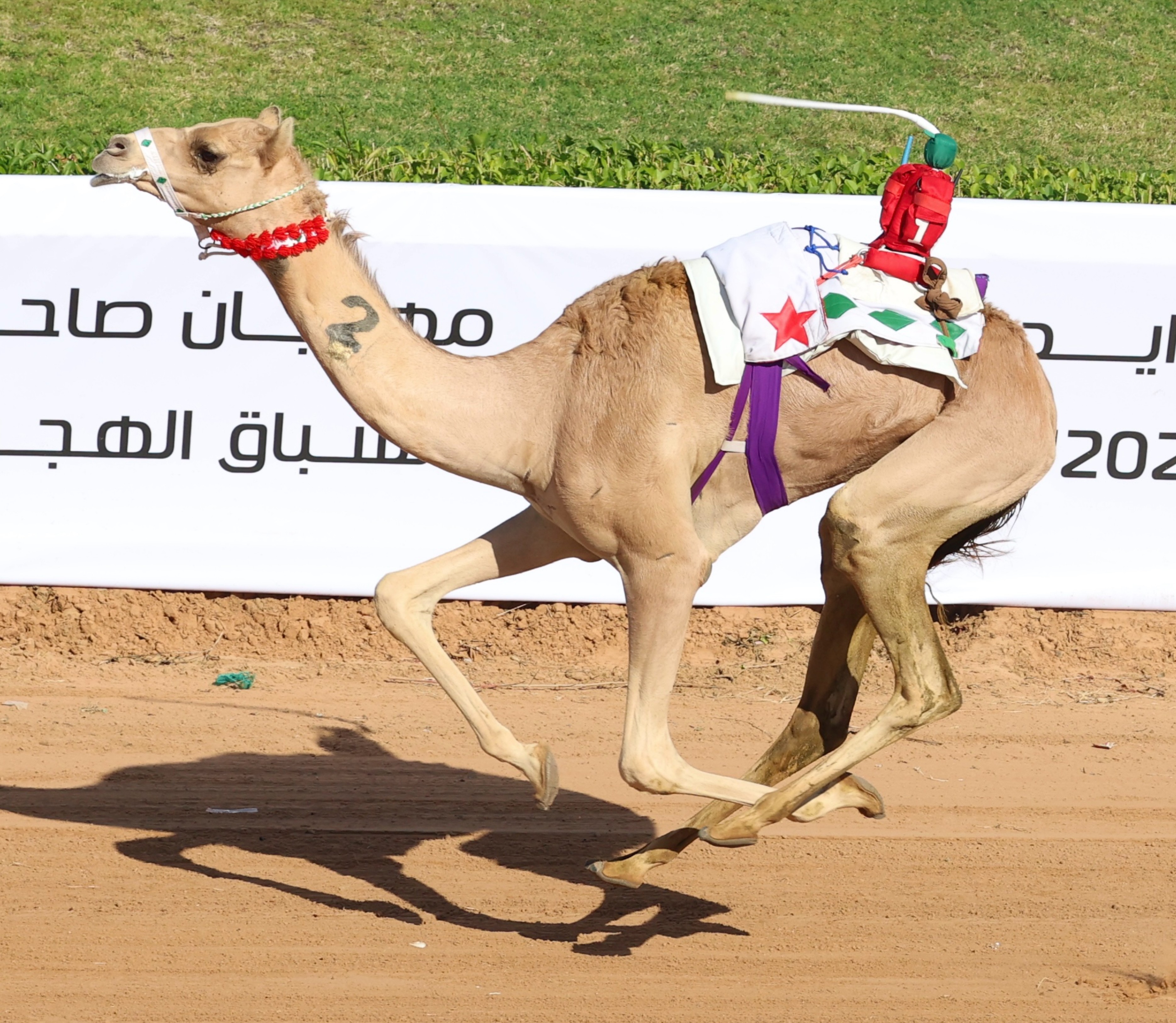إنطلاقة ناجحه لمهرجان صاحب السمو الشيخ محمد بن زايد آل نهيان لسباقات الهجن العربية الأصيلة ومزاينة الإبل 